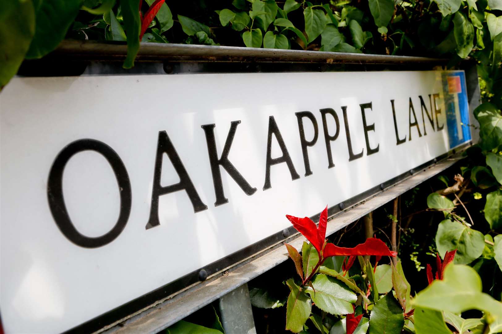 Oakapple Lane in Barming