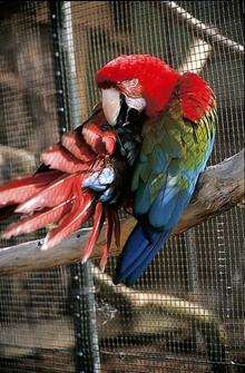 The aviary at Leeds Castle