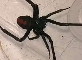 The Australian red back spider