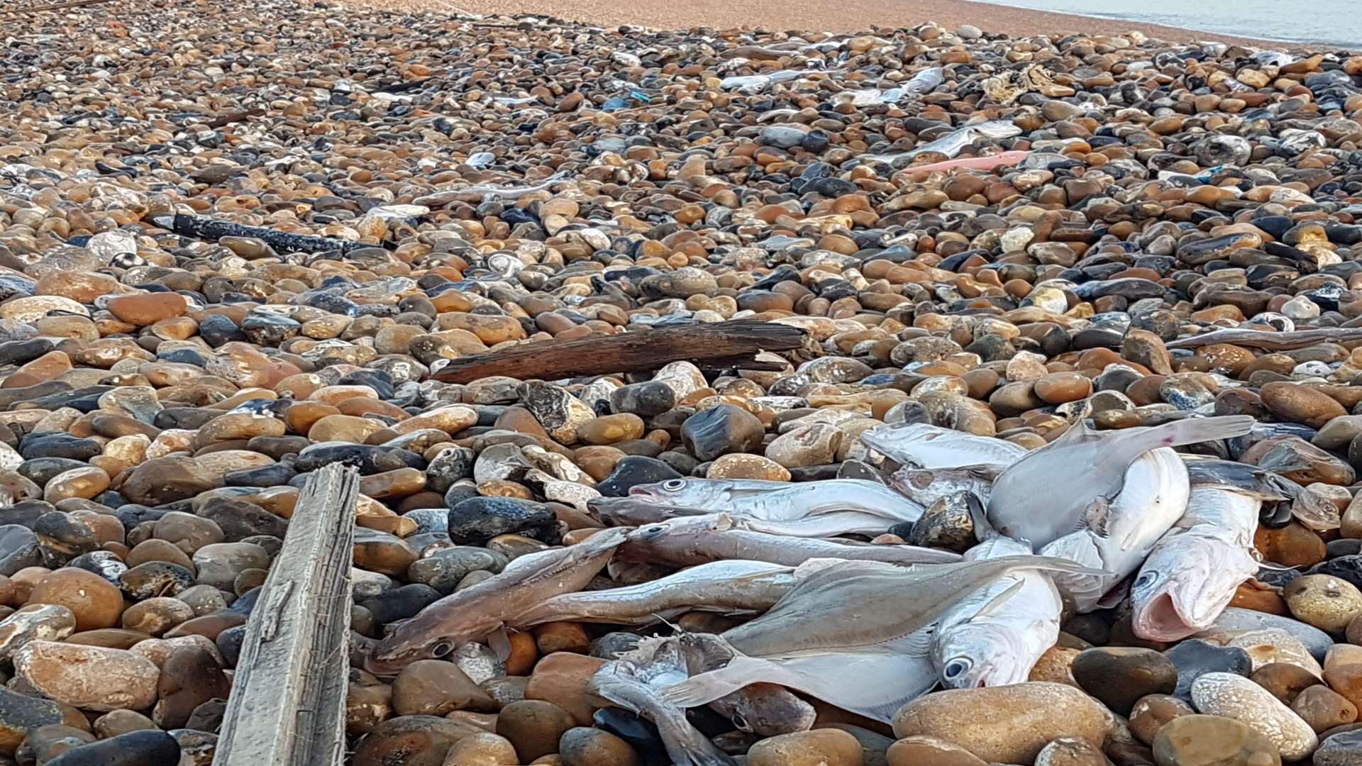 A total of 50 dead fish were found on Seabrook beach