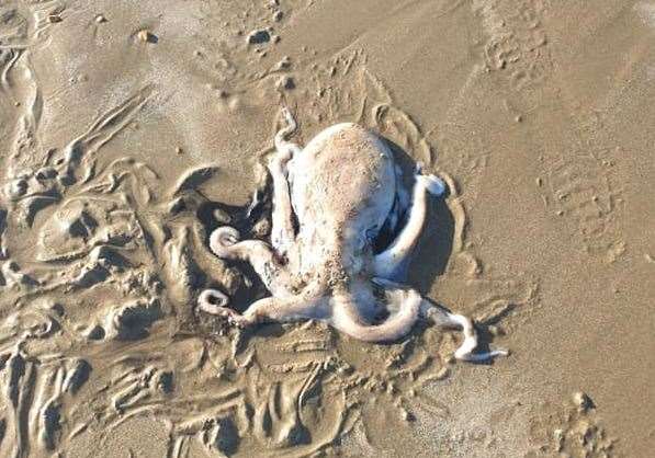 Mr Bowls also discovered an octopus in the sand