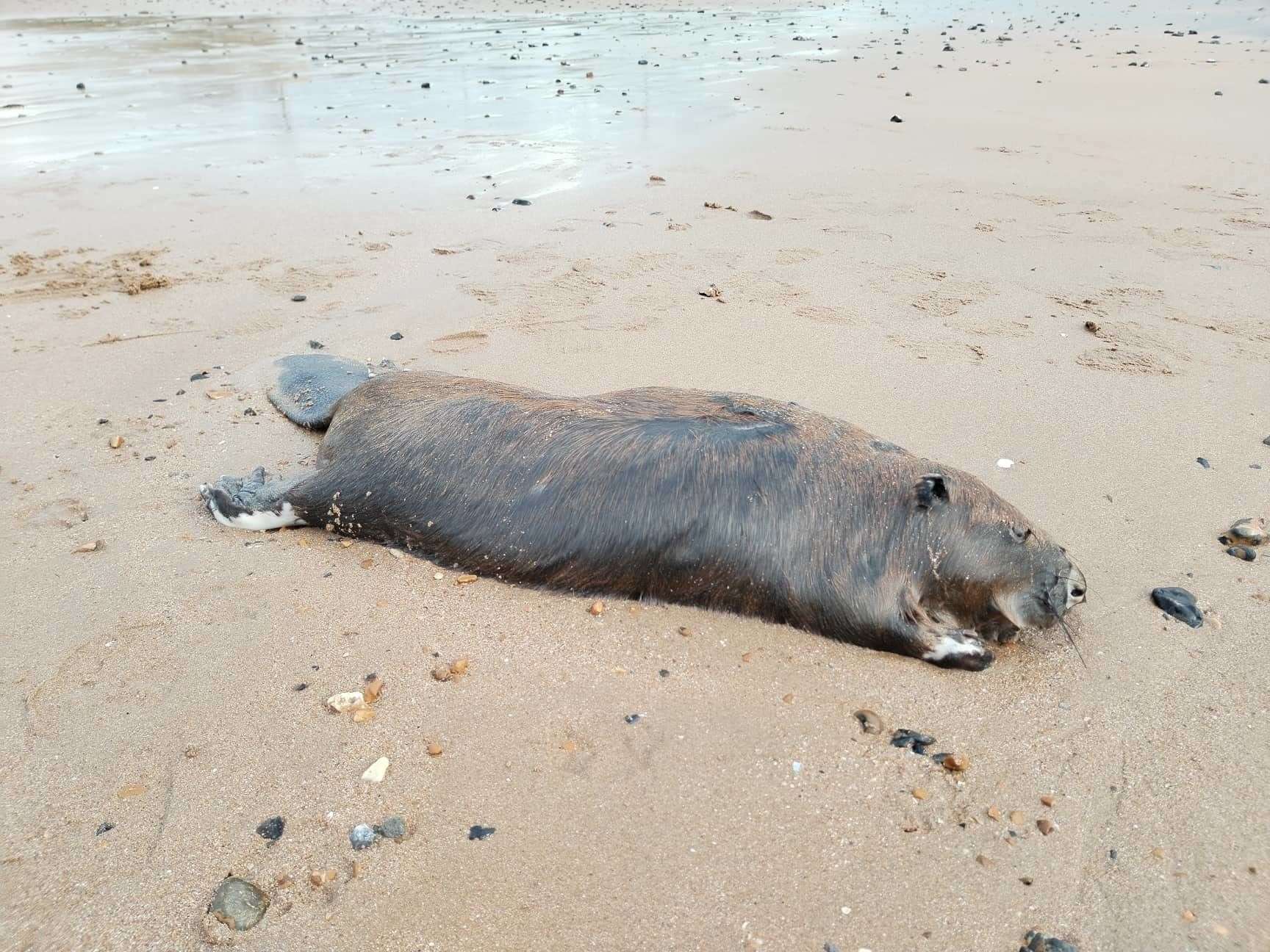 A dead beaver was found in Thanet last Friday. Picture: Nik Mitchell