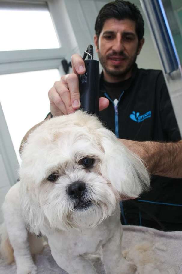 Celebrity dog groomer Francesco Russo with Alfie