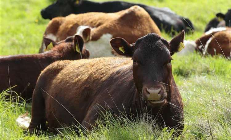 Three more cows in Sandwich, Kent have tested positive for the bluetongue disease