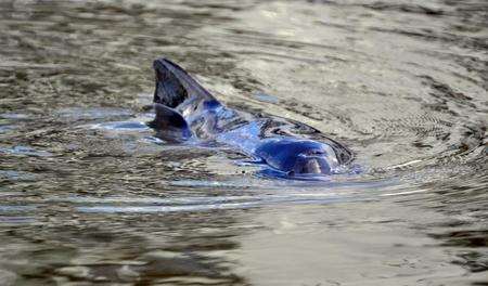 A porpoise was spotted in Gravesend canal basin. Picture by Aisha Newcom