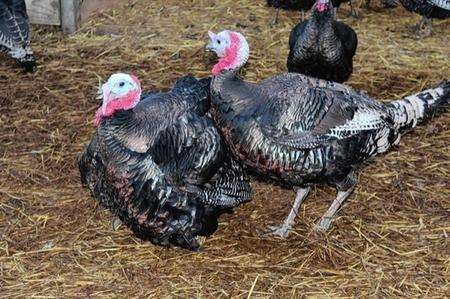 Fat turkeys Coombes farm