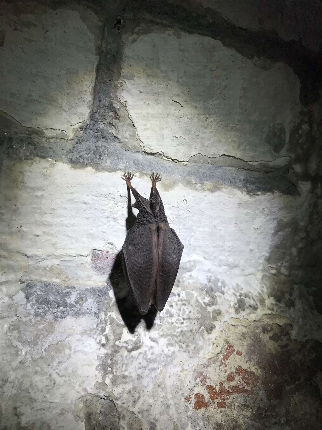 The great horseshoe bat roosting in Horseshoe Passage in Dover Castle is the first such sighting in over a century. Picture Claire Munn