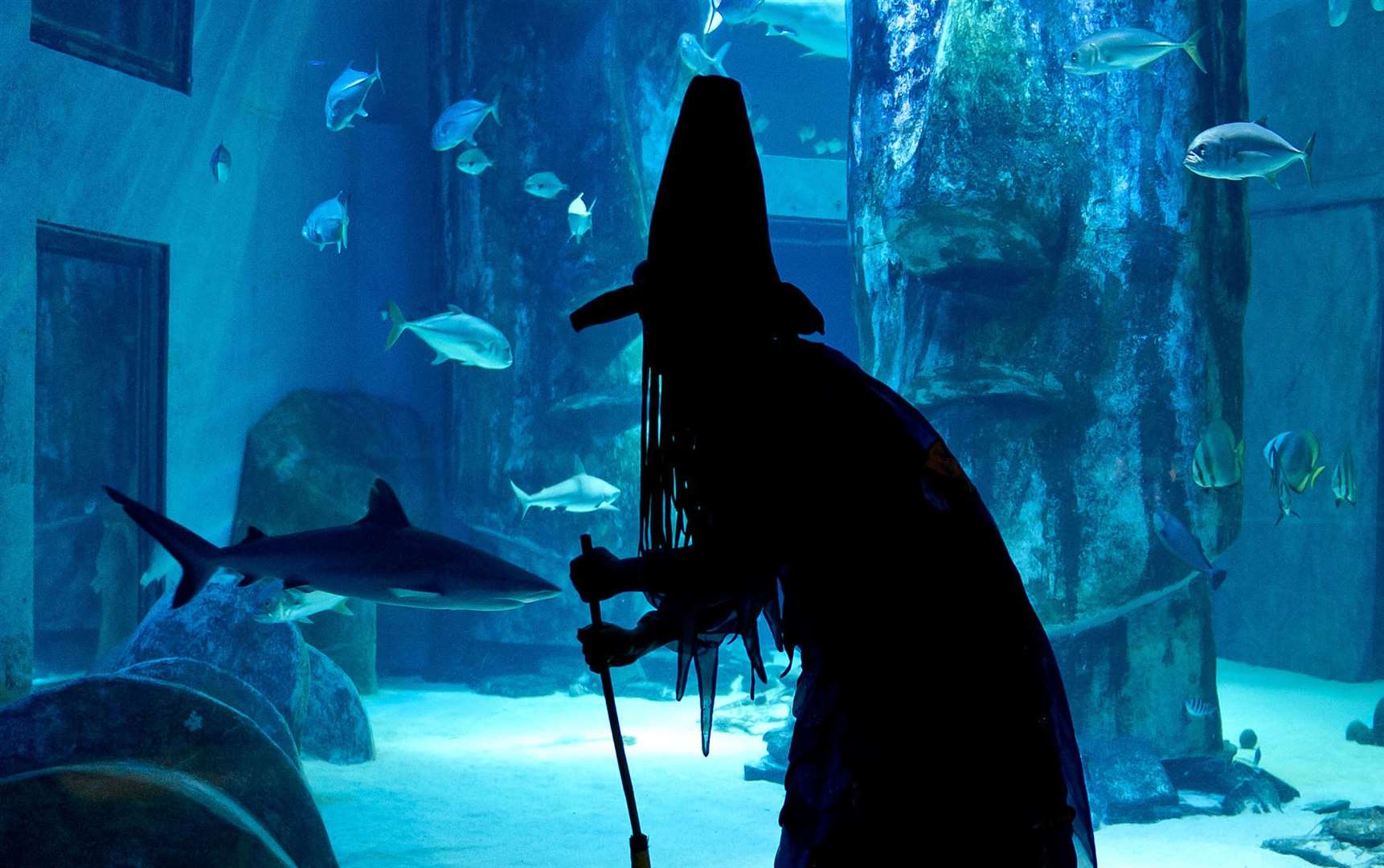 What do you fear most; sharks or witches? Visit SEA LIFE London Aquarium this Halloween and find out!