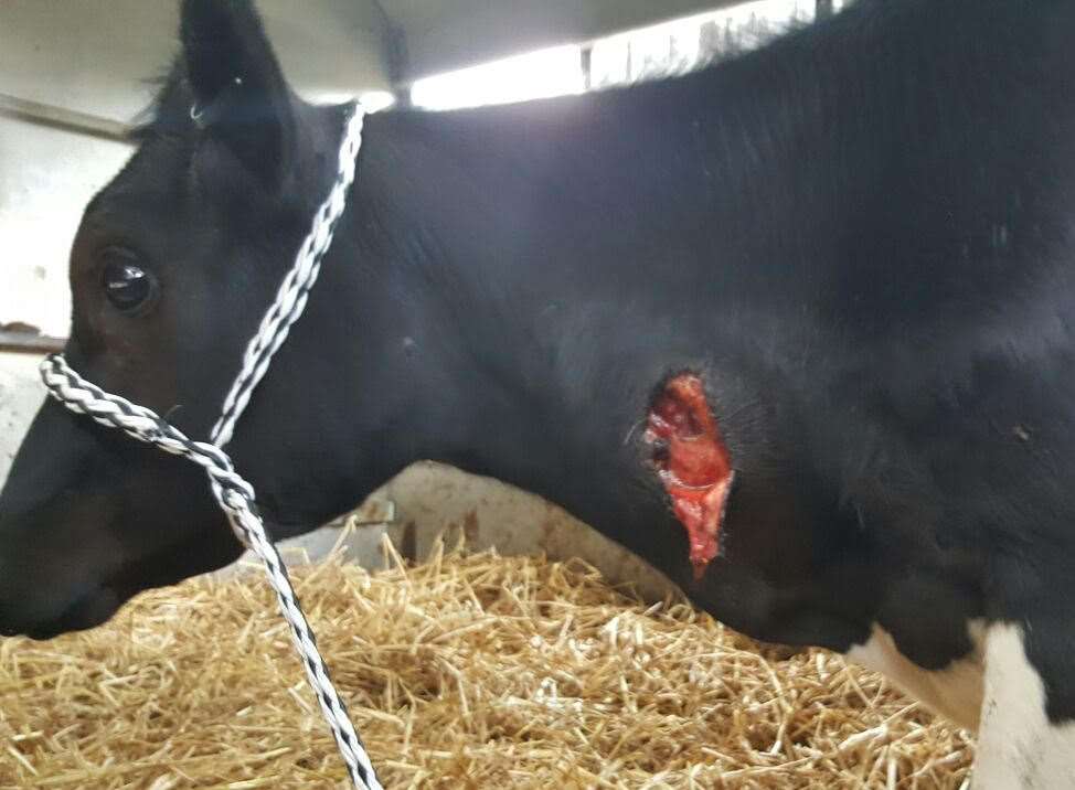 The injured cow