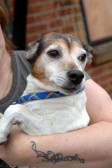 Moo, a jack russel who saved owners from fire