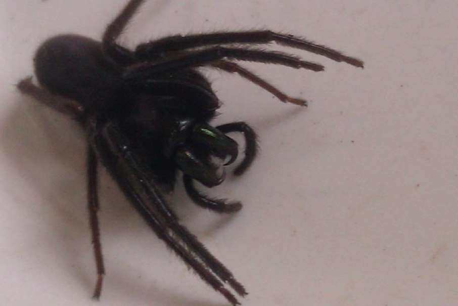 The spider that gave Gravesend resident Ben Tree a nasty nip
