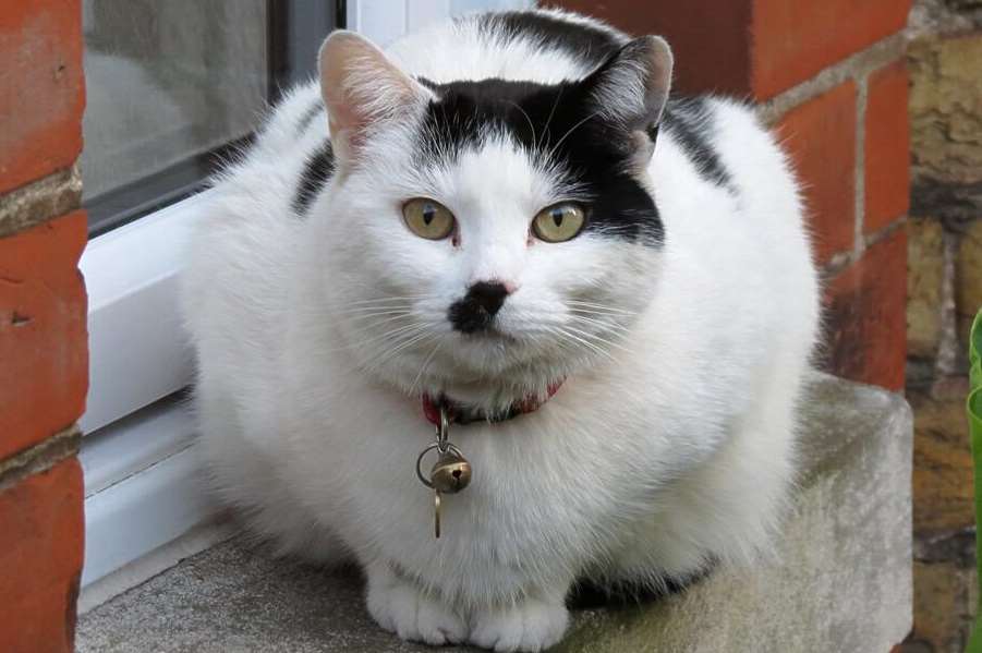 Heil Kitler Cat  that looks like Nazi dictator Adolf 