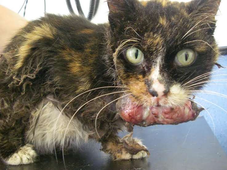 A cat in Maidstone was found with a giant tumour on its throat. Picture: RSPCA