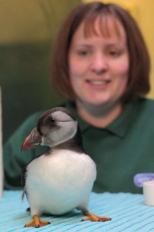 Pat the puffin, found in Strood