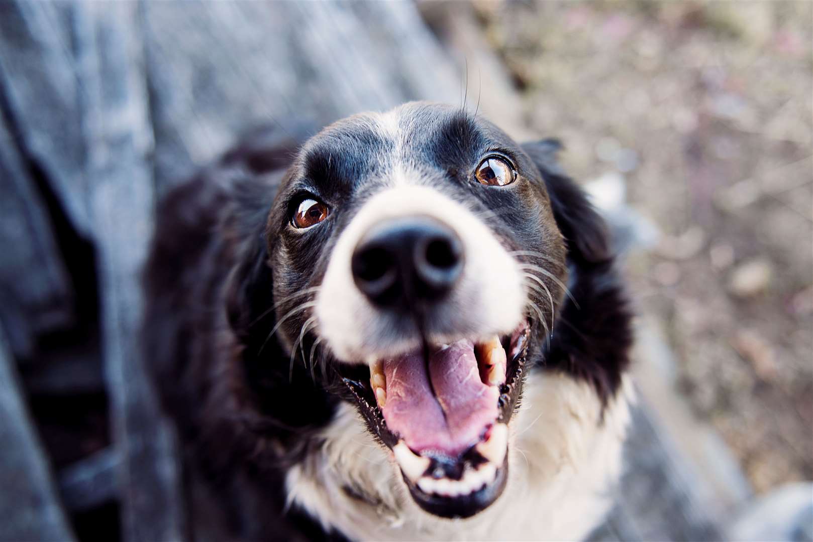 A stock image of a dog