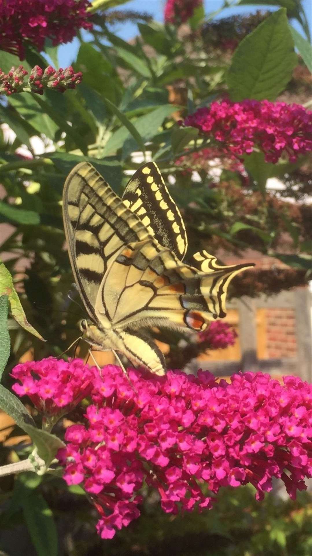 The swallowtail has landed - Mr Stapley's one good photo of his rare visitor