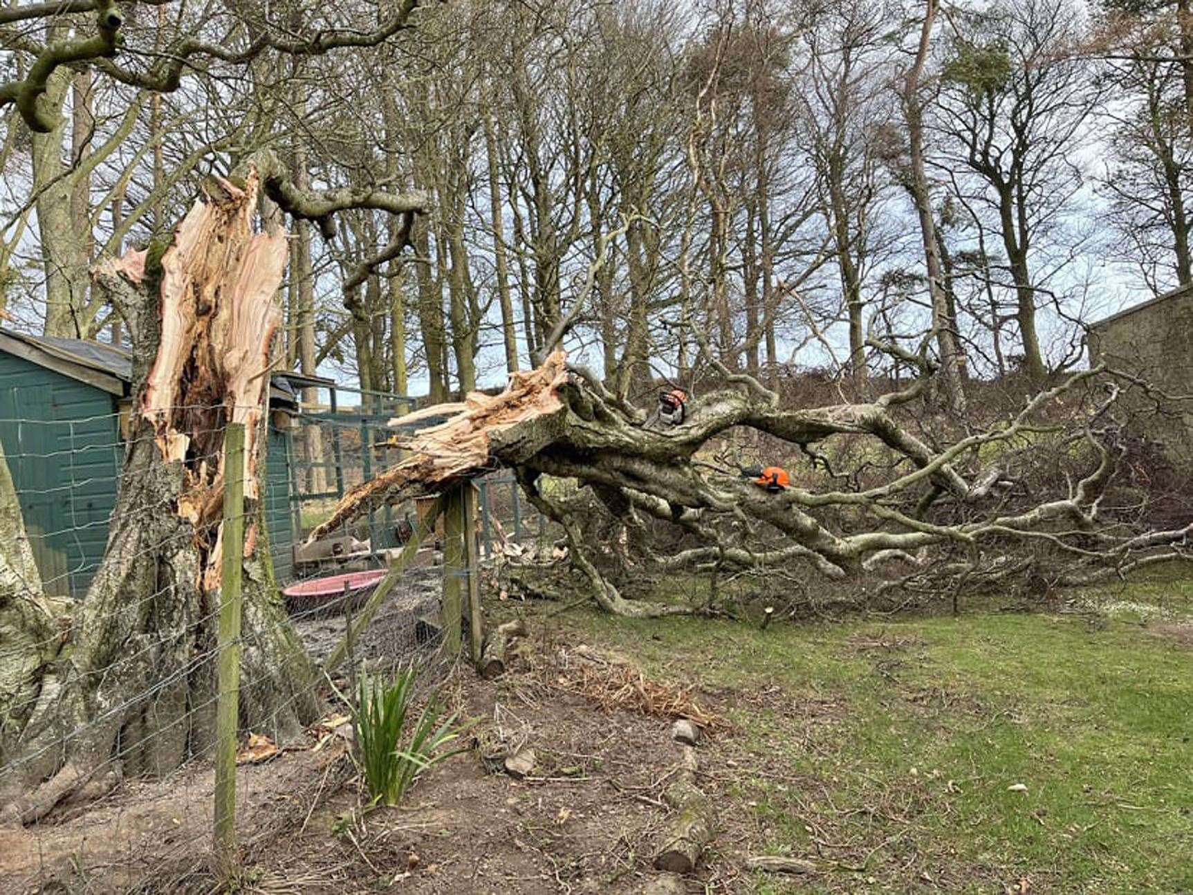 A fallen tree in Powburn Northumberland (Gabriella Stirling-Bogaert/PA)