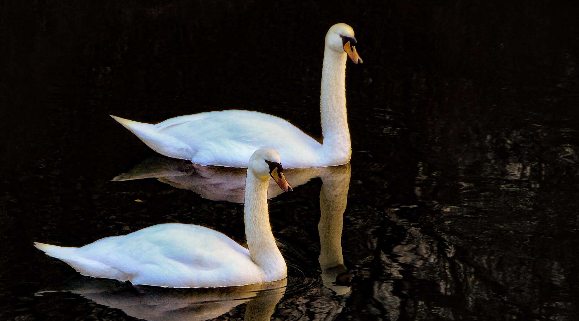Swans are among the birds that must be reported if found dead