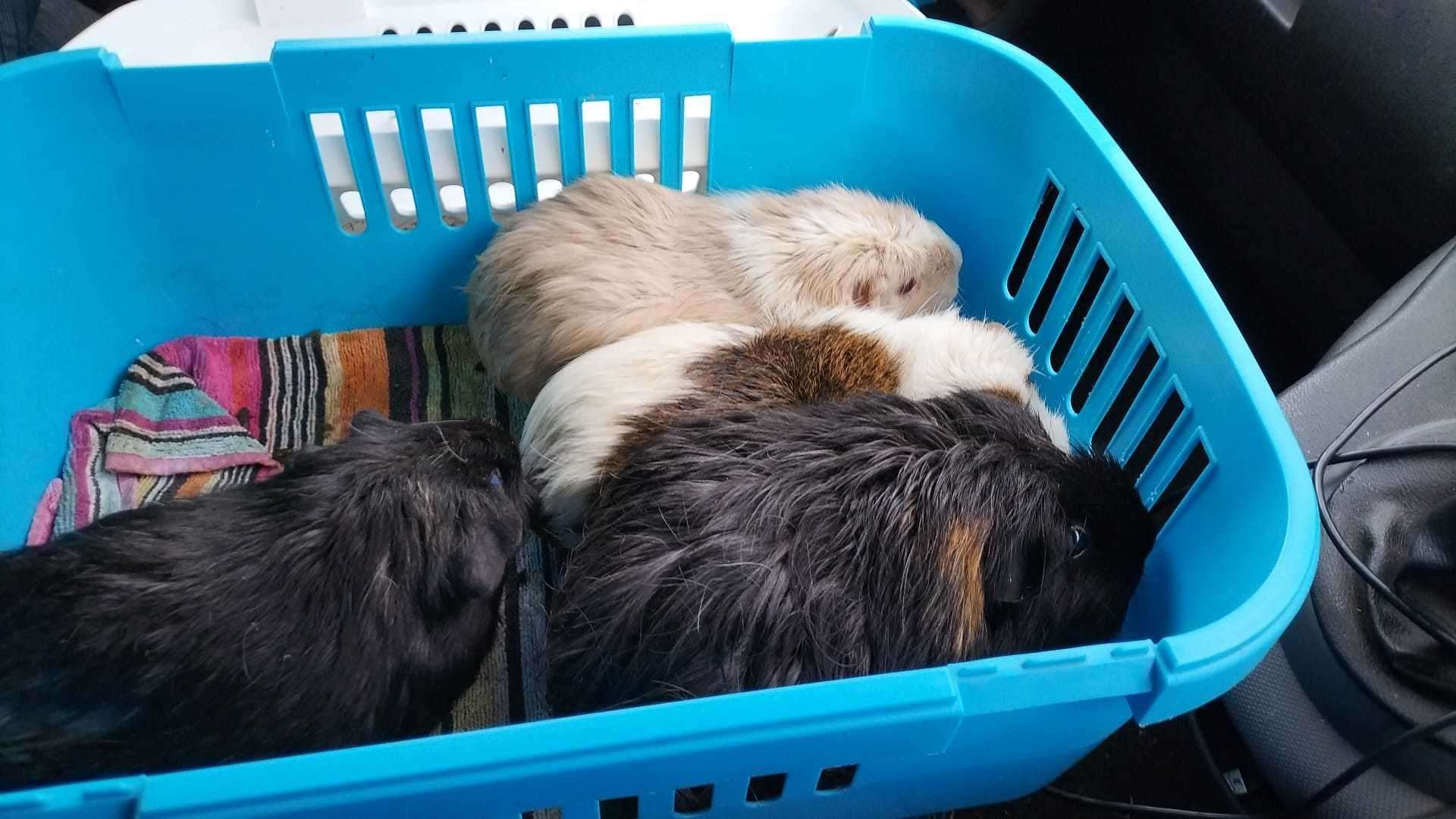 Four out of five of the guinea pigs have been found safe
