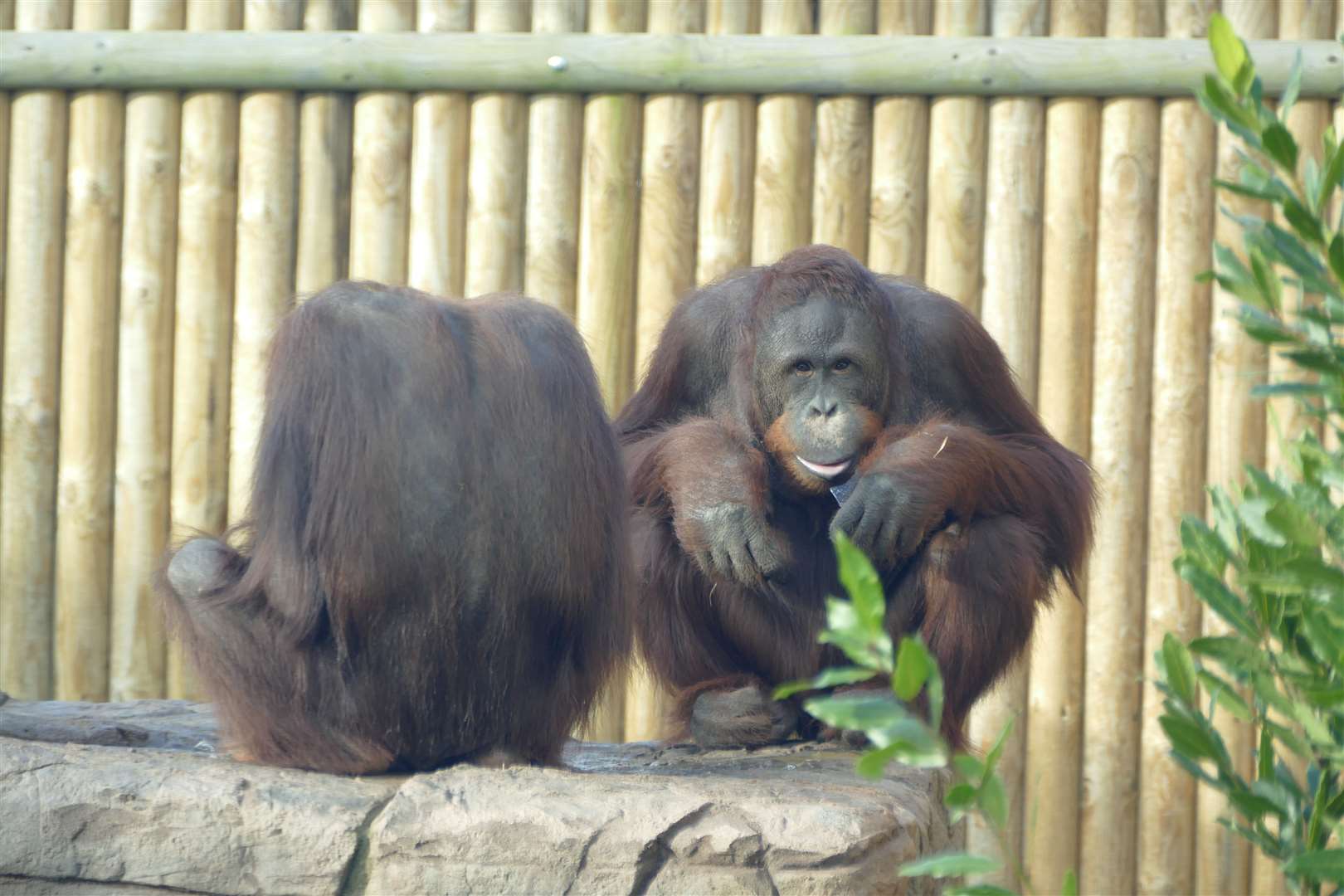 Dayak was one of four orangutans at Wingham. Picture: Simon Willis