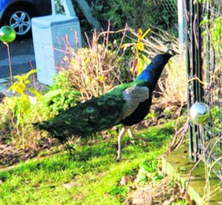The peacock Margaret Sidwell found in her garden