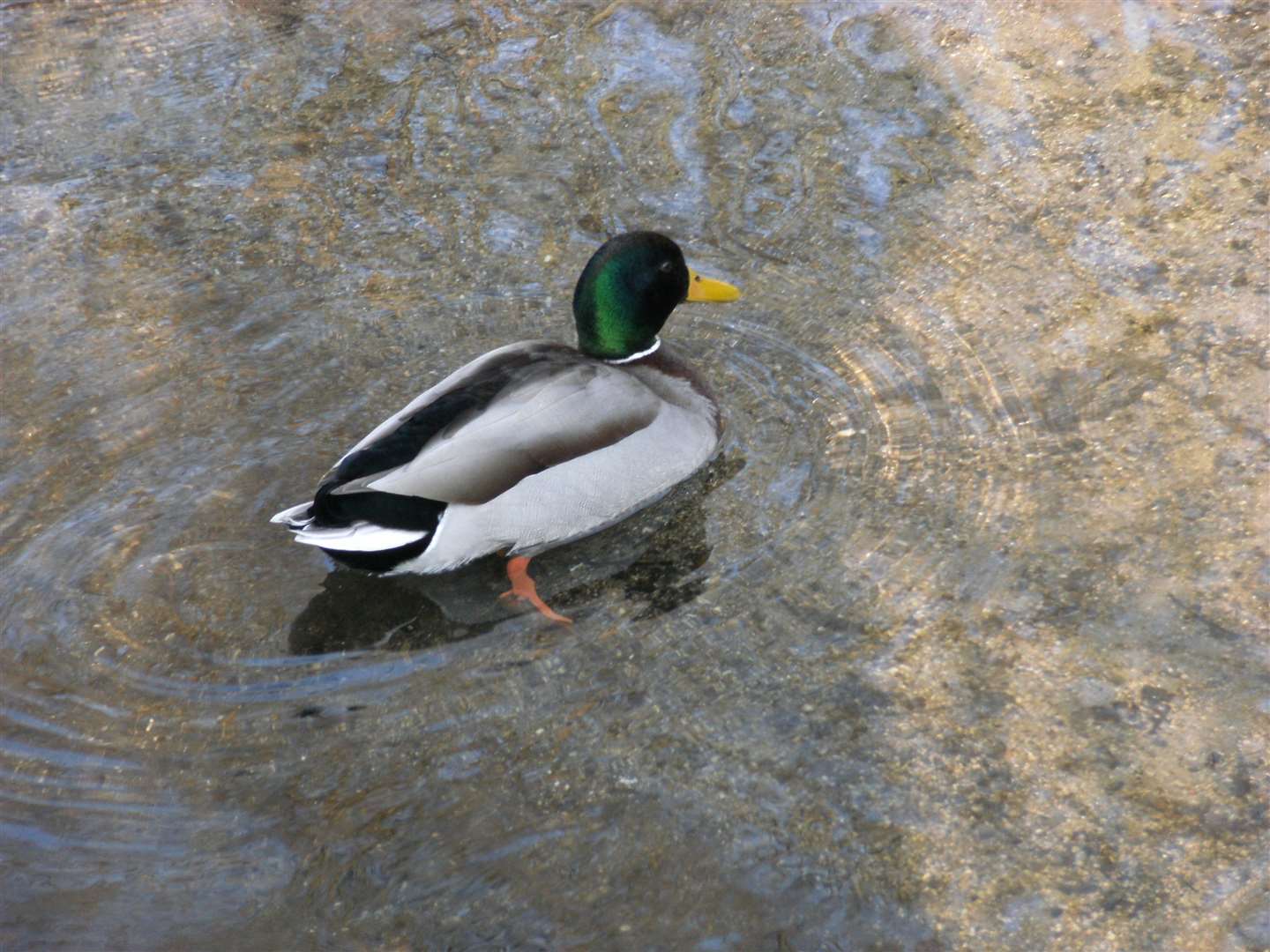 The council wants to encourage more ducks to the pond