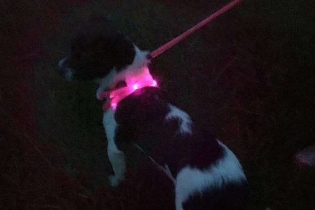 When walking your dog at night it is important drivers can see them. Picture: Abigail Berry, Getty Images