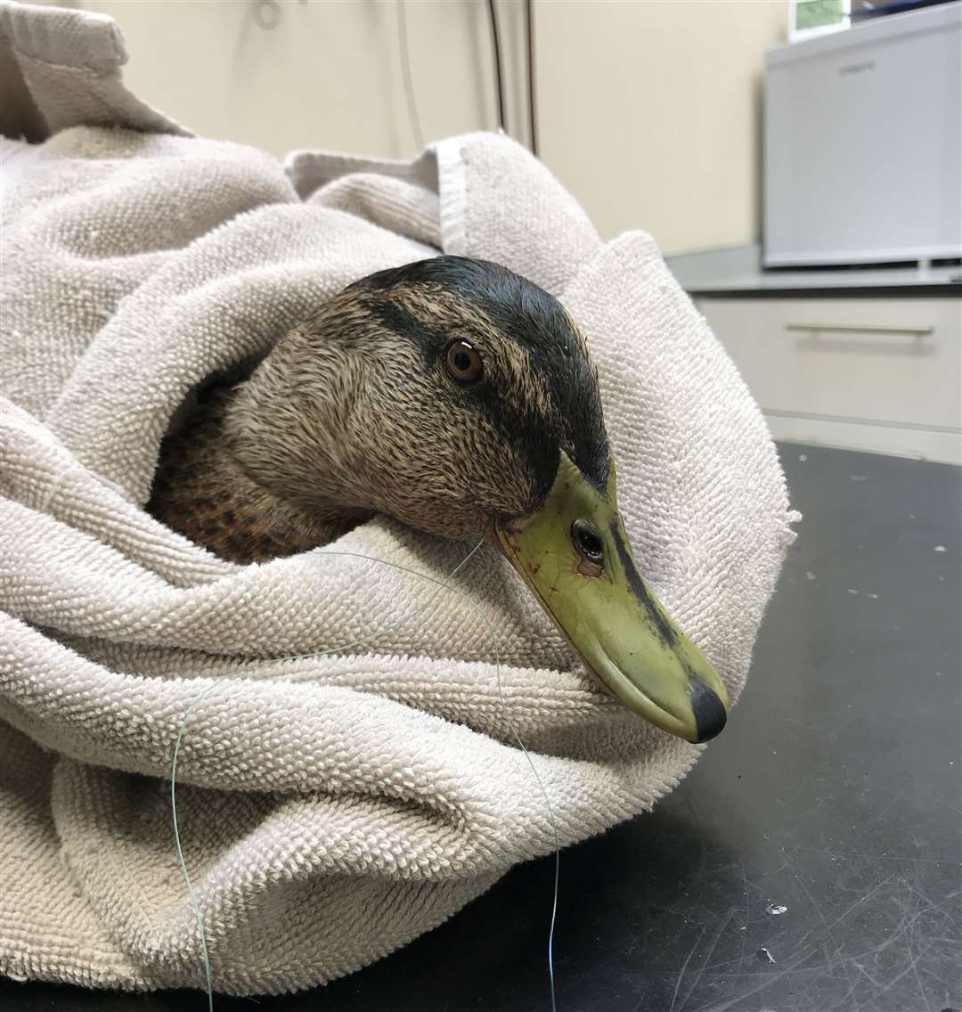 A duck with a hook in its mouth was rescued by the RSPCA