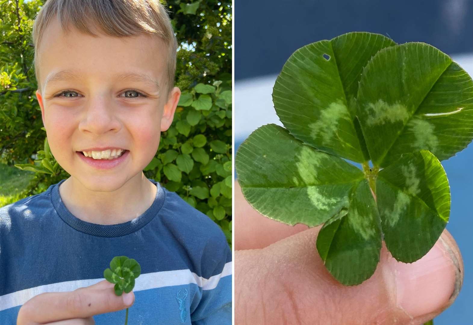 Young boy finds incredibly rare five-leaf clover in woods Whitstable Canterbury