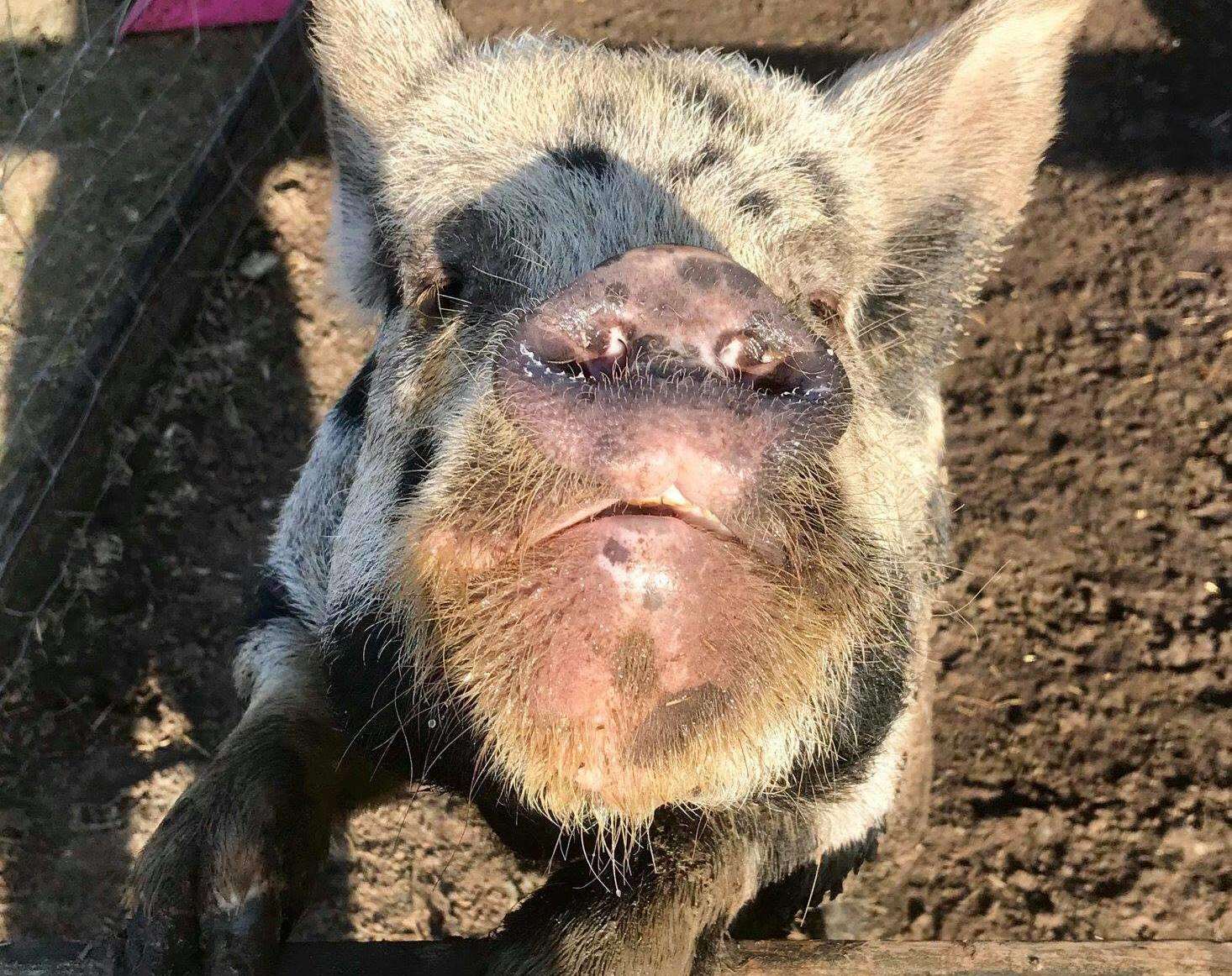 A campaign has been launched to save the life of Angel the pig