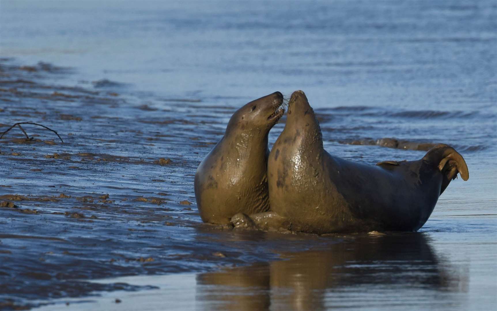During pupping season females give birth and raise young at the shallow inlet. Picture: John Wilson