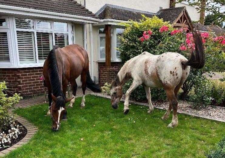 The horses were seen in someone's front garden, in Manor Close, Wilmington
