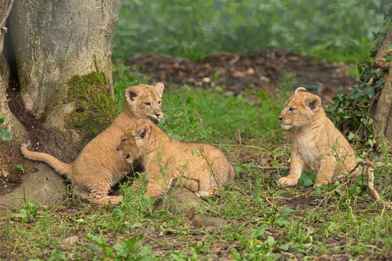 They were born in June. Photo: David Rolfe