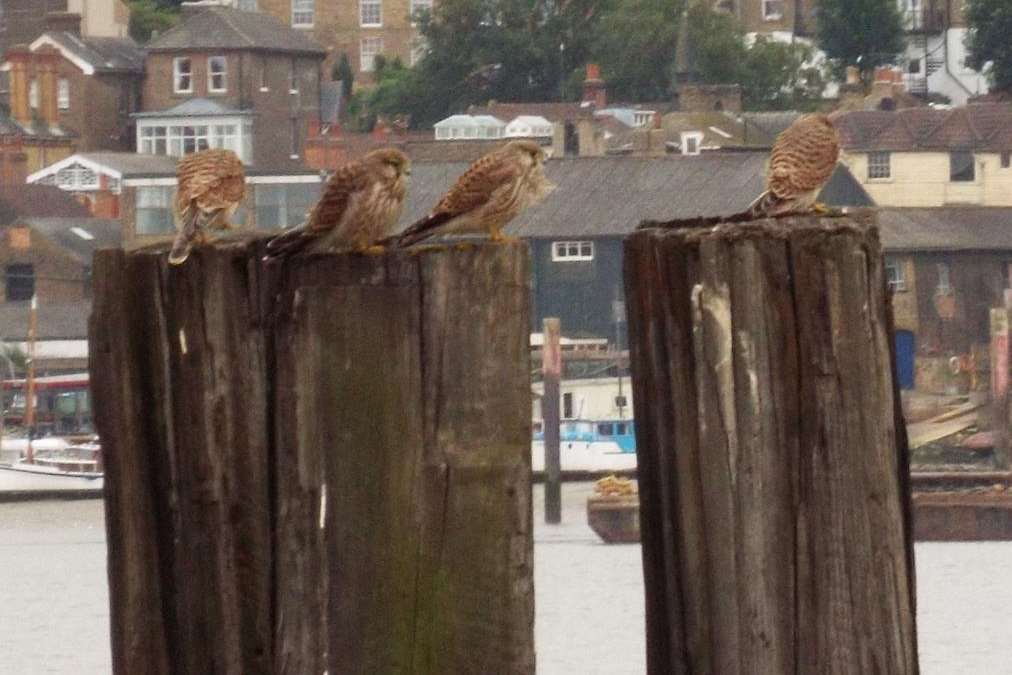 The young family of kestrels wait for their parents to feed them near the Medway Messenger offices. Picture: Alan Watkins
