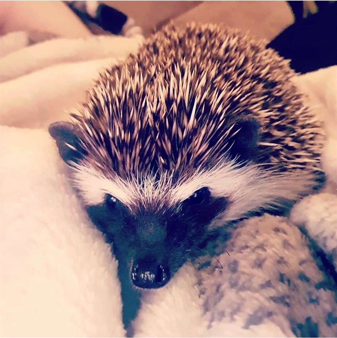 Sir Quilliam eats all the little creatures that invade his manor!