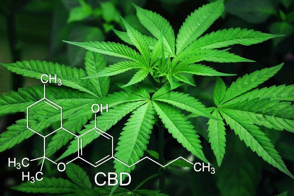 CBD is one a more than 100 compounds found in cannabis