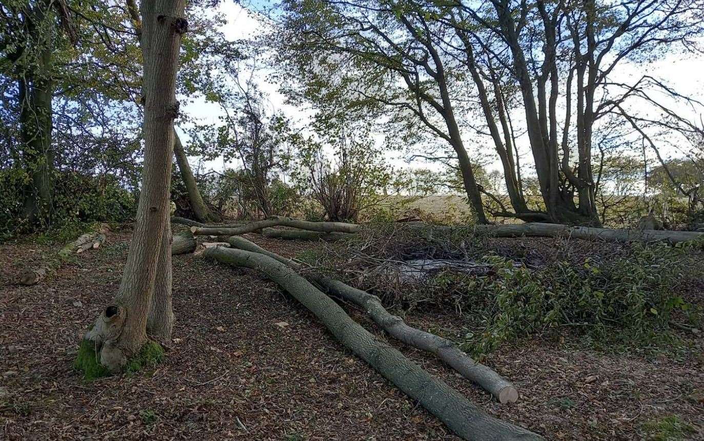 Trees in Ancient Woodlands in Stalisfield Road, Charing have been felled. Picture: ABC