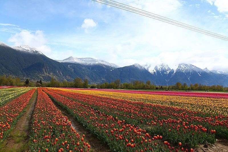 The District of Kent boasts a mountain and a tulip festival. Picture: GoToVan/ Flickr