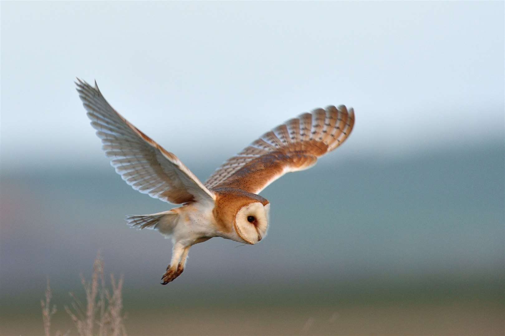 Barn owl at Elmley Nature Reserve, Sheppey. Picture: Robert Canis
