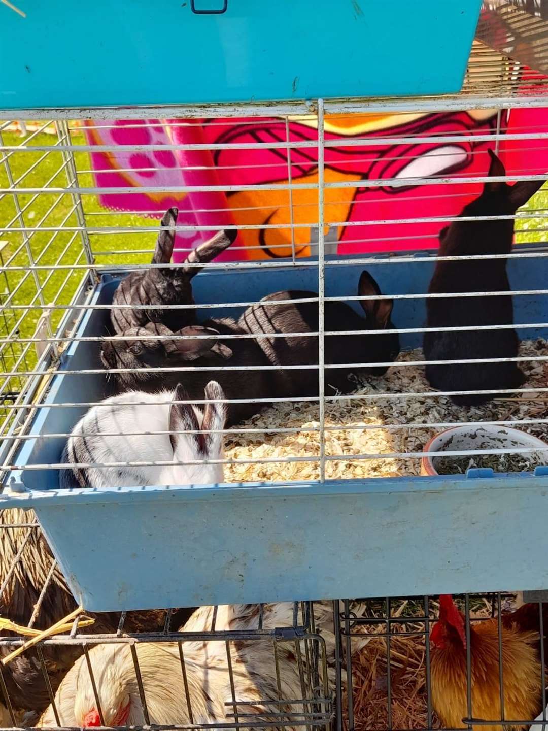 Rabbits in a cage at the poultry tabletop sale next to Leysdown boot fair. Picture: Faye Grant