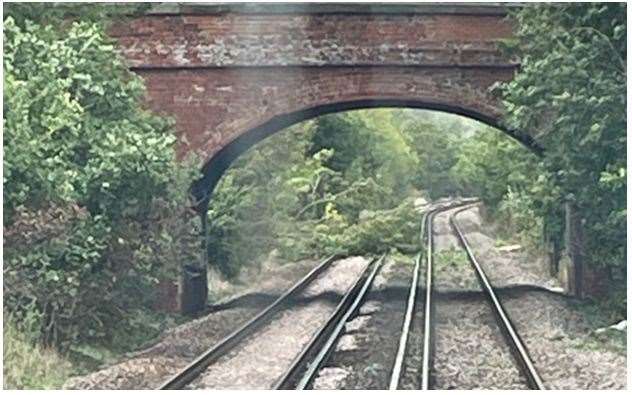 The tree fell on the line near Chartham, between Ashford and Canterbury West. Picture: Network Rail Kent & Sussex