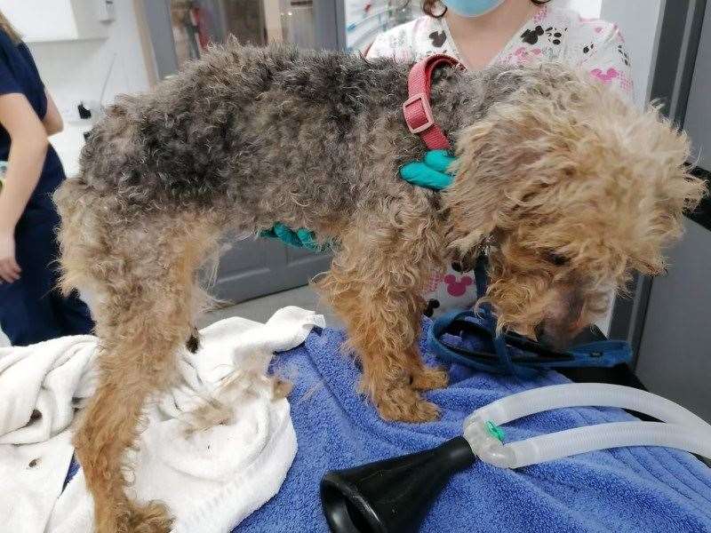 Lucky to be alive, abandoned dog Freya now in care of RSPCA (54657196)