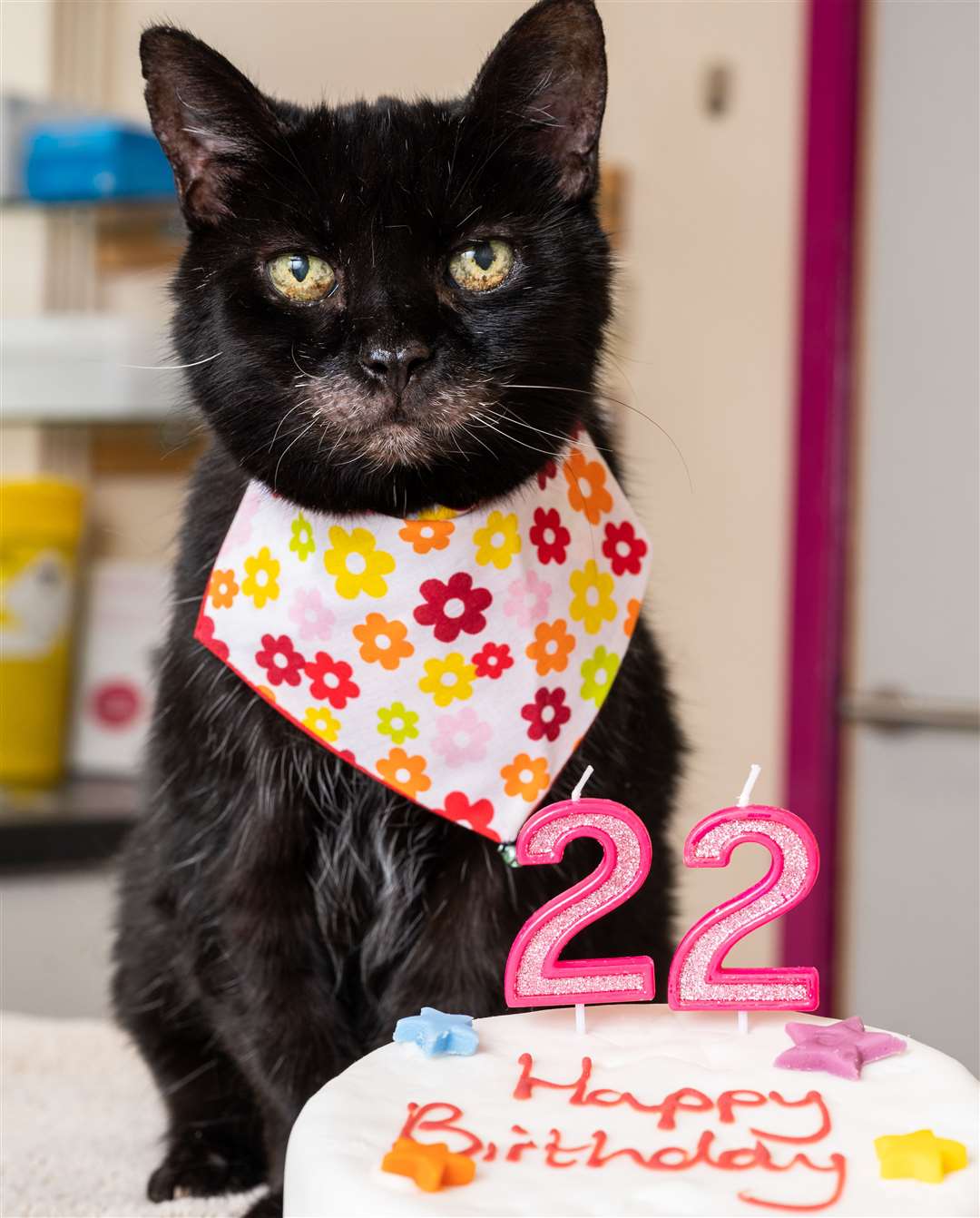 Milly, a cat frpm Sevenoaks, turns 22 this month Picture: VetPartners