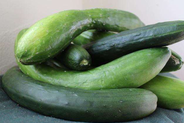 A glut of cucumbers