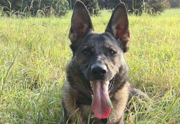 Kent Police dog Coty helps offers make two arrests after suspected ...
