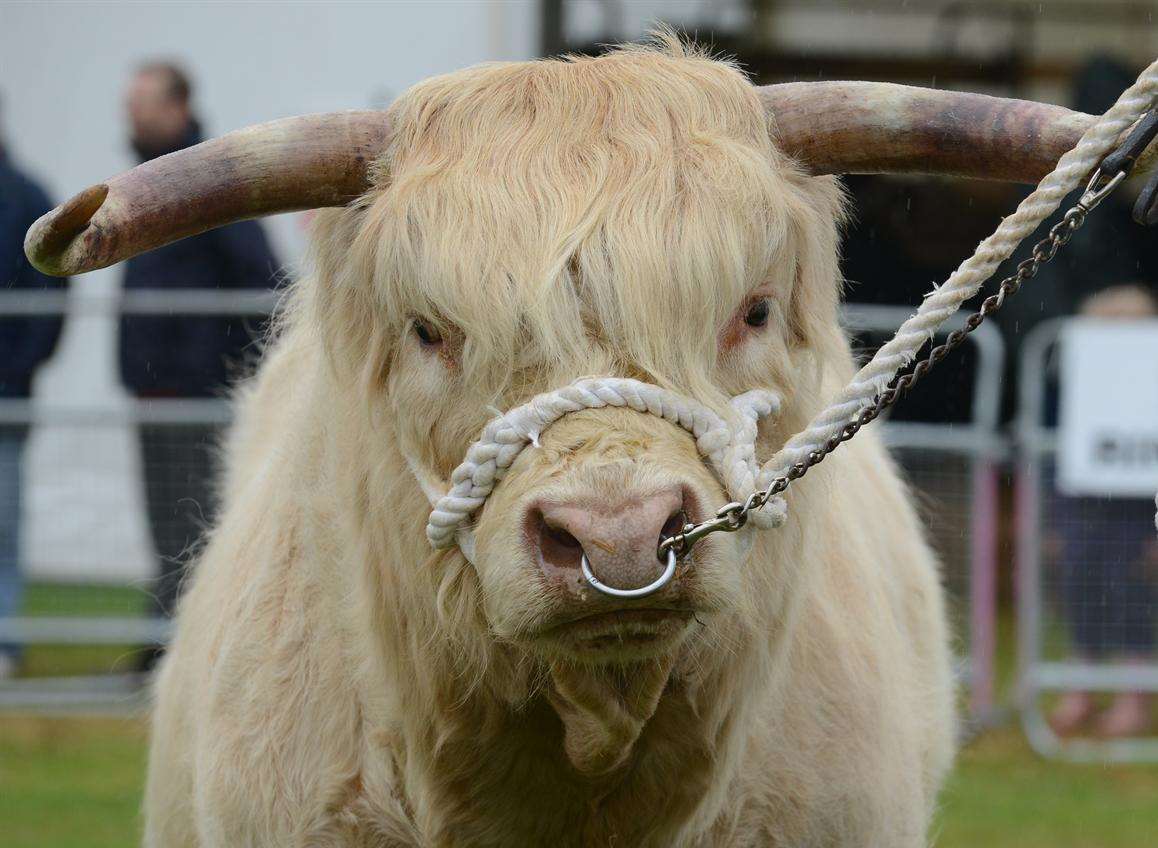 Highland cattle in the Hadlow College Agricultural Ring at last year's Kent County Show