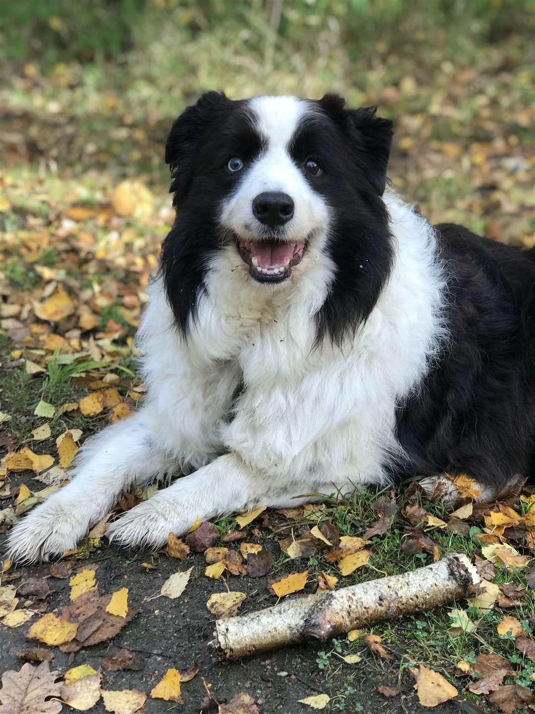 Joe is an 11-year-old Border Collie