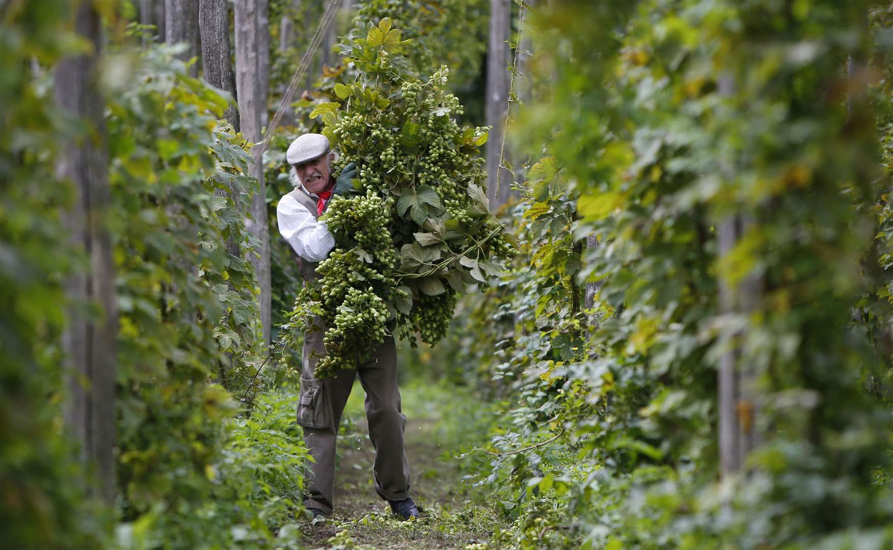 Dave Phillips handling the hop bines at Kent Life Picture: Andy Jones