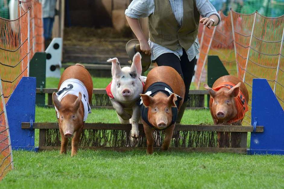 There will be pig racing at this summer's Kent County Show