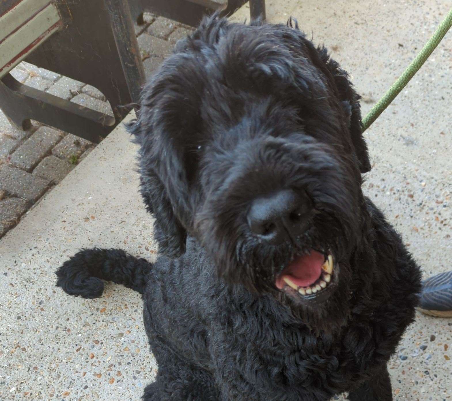 Barney the Russian terrier now. Picture: RSPCA